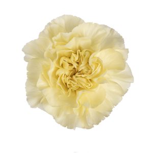 Lemon Minami