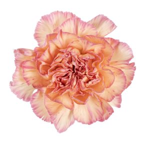 Orange Minami
