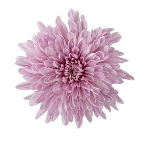 Primavera