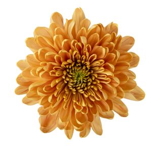 Rossano Orange
