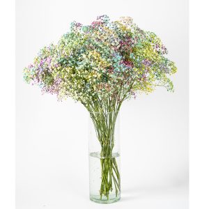 Gypsophila Tinted
