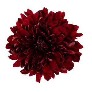 Velvet Red