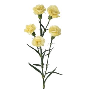 Dino Yellow