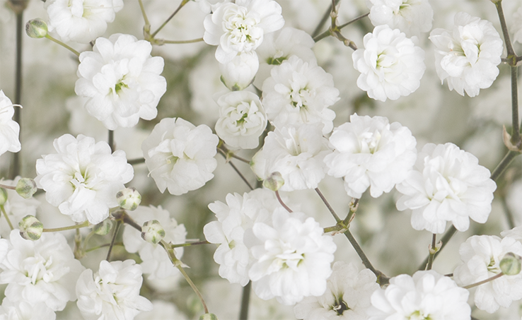 Florequisa Our Flowers