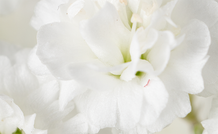 Florequisa Our Flowers