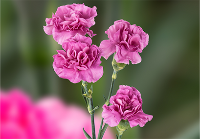 Spray Carnations