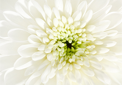 Chrysanthemums