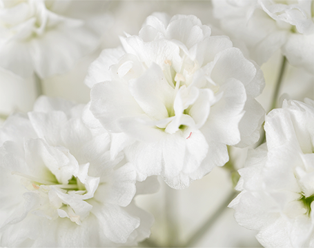 Gypsophila