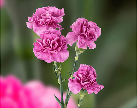 Spray Carnations
