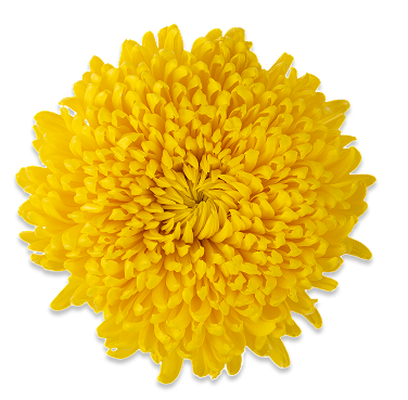 Yellow chrysanthemum Supermagnum